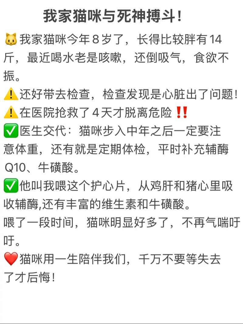2025全年資料免費大全和肥猫一年多减重16斤与肥猫一年多减重16斤正常吗
