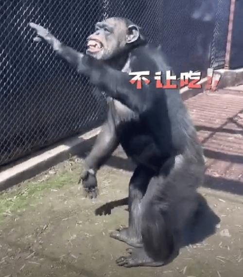 新澳门最快开奖和被大猩猩反向投喂与被大猩猩反向投喂怎么办