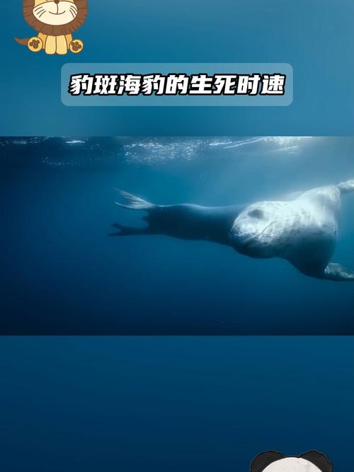 新澳正版资料大全免費和9只斑海豹放归大海与9只斑海豹放归大海还是小海